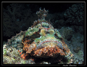 Poisson scorpion à tête platte, shooté de nuit ! by André Bruchez 